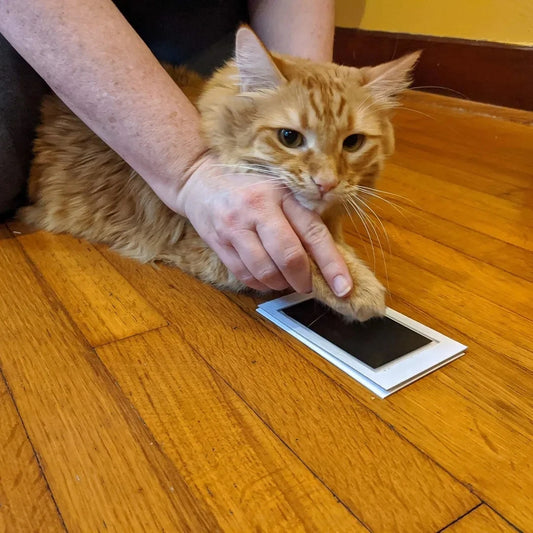 Kit de Huella de Mascota sin Tinta | Recuerdo Eterno de tu Perro o Gato